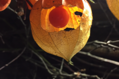 Coeur de Physalis