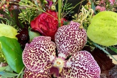 Arrangement Vanda