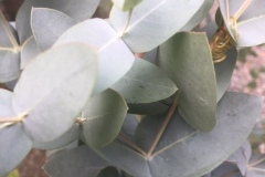 Eucalypthus