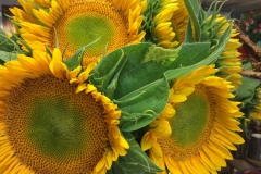 Tournesols
