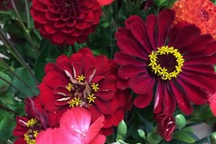 Zinnias