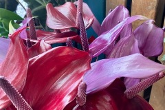 Anthurium