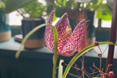 Fritillaire