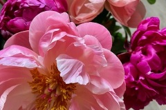 Pivoine