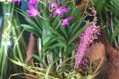 Orchidée