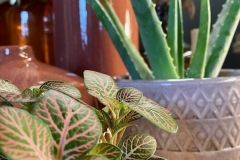 Fittonia et Aloé verra