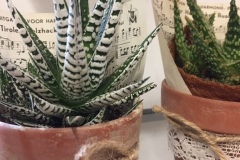 Plante grasse