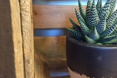 Plante grasse