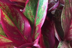 Plante