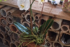 Orchidée