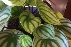 Plante nervures décorative