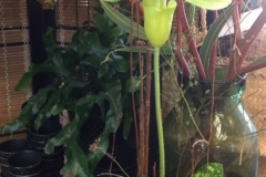 Orchidée