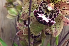 Cymbidium
