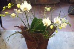 orchidée