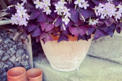 Oxalis