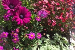 Plantes d'été