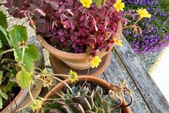 Oxalis