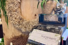 Découvrez notre abonnement floral???